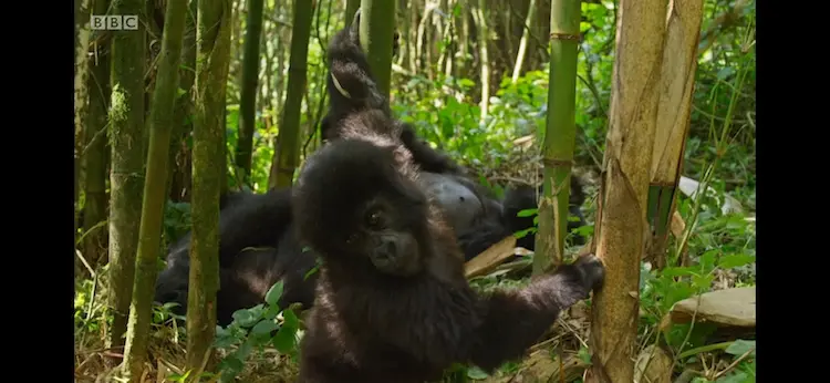 Mountain gorilla (Gorilla beringei beringei) as shown in Seven Worlds, One Planet - Africa